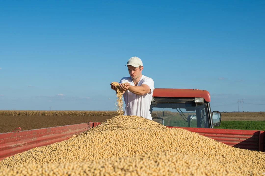 seguro-agricola-colheita